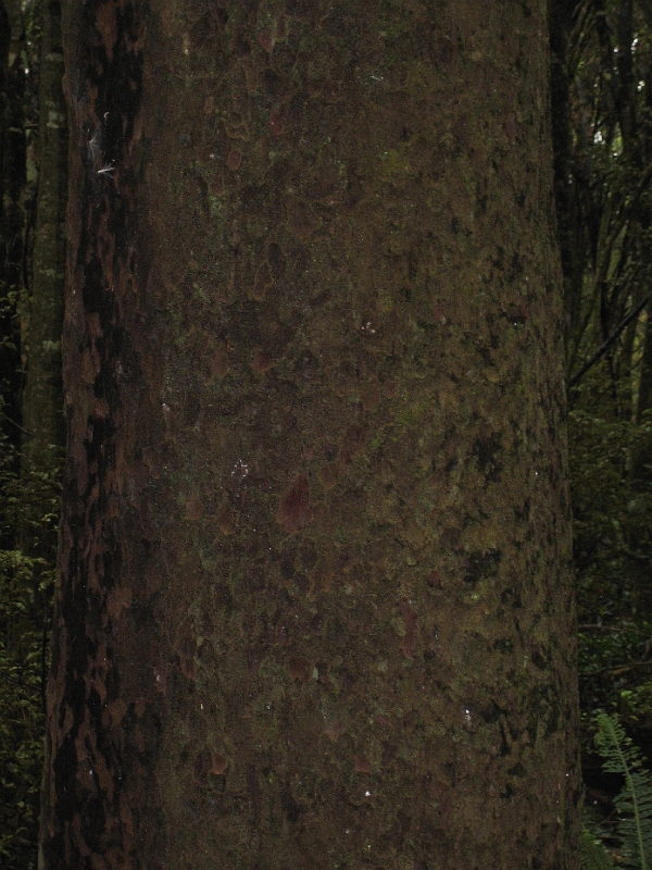 IMG_1936.JPG - Kaka Point bush walk - trunk of a Matai