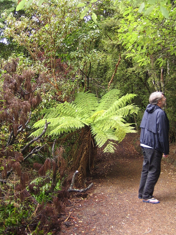 IMG_1938.JPG - Kaka Point bush walk - tree fern and Chris