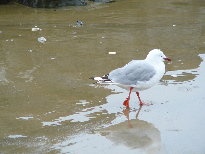 P1010776.JPG - Kaka Point beach - red-billed gull