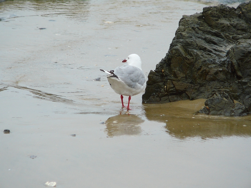 P1010777.JPG - Kaka Point beach - red-billed gull