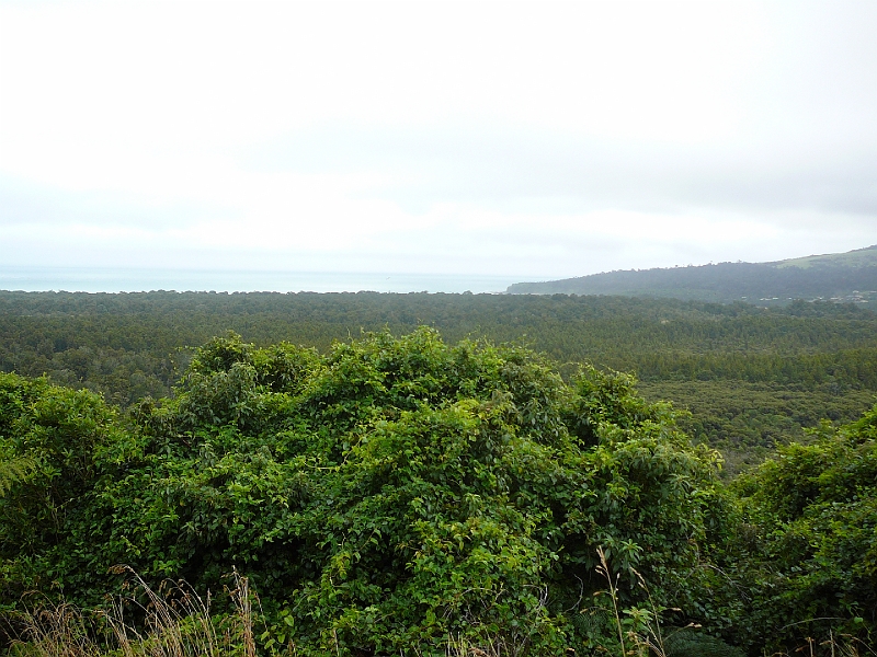 P1010827.JPG - Overlooking Papatowai - native bush
