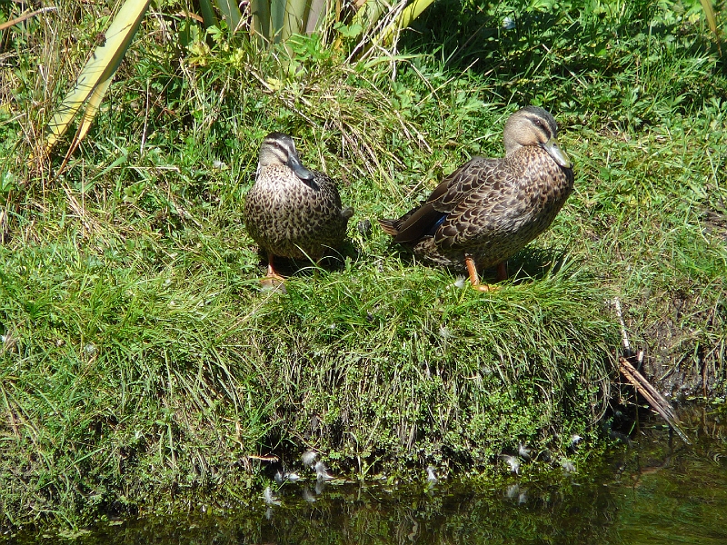 P1010851.JPG - Travis Wetlands - grey ducks