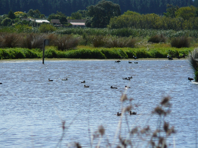 P1010855.JPG - Travis Wetlands - mixed birds