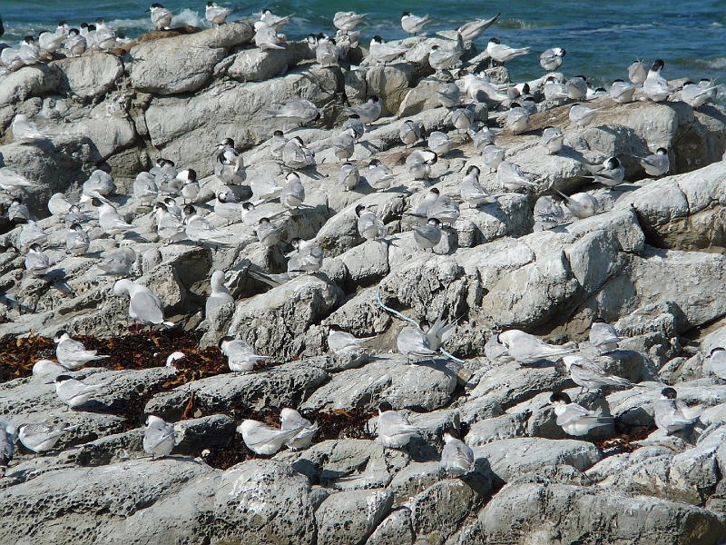 P1010867.JPG - Seal colony, Kaikoura - white-fronted terns
