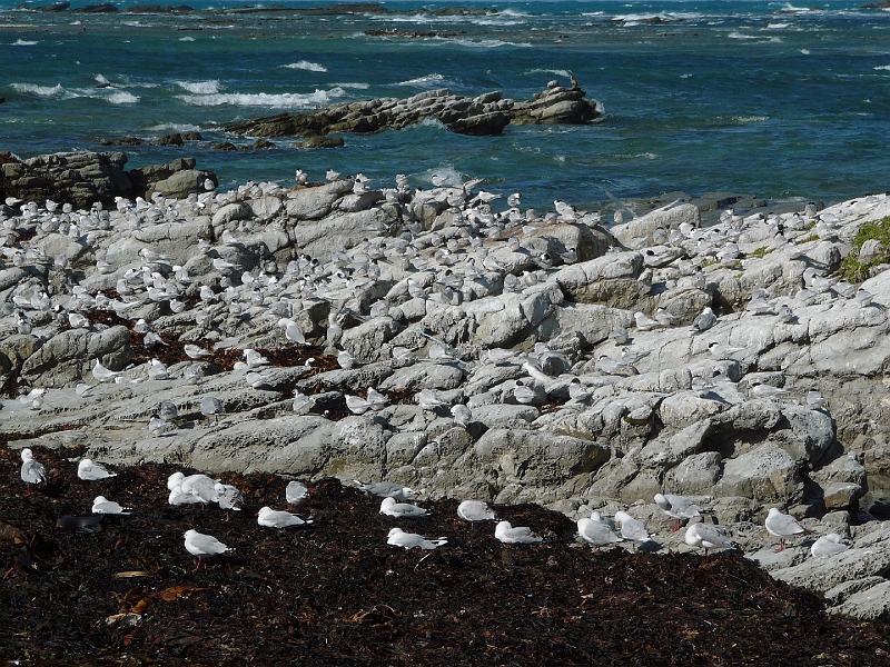 P1010868.JPG - Seal colony, Kaikoura - white-fronted terns