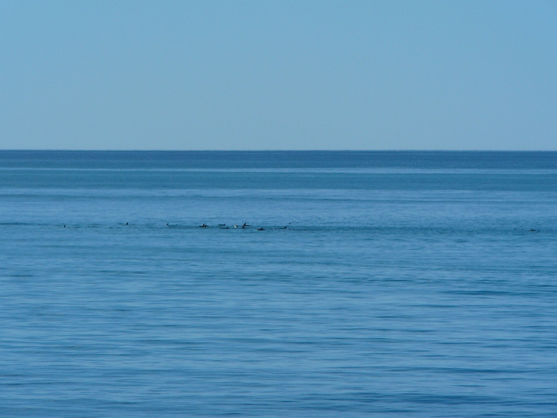 P1010897.JPG - Kaikoura - dusky dolphins