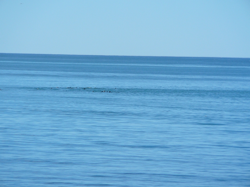 P1010900.JPG - Kaikoura - dusky dolphins