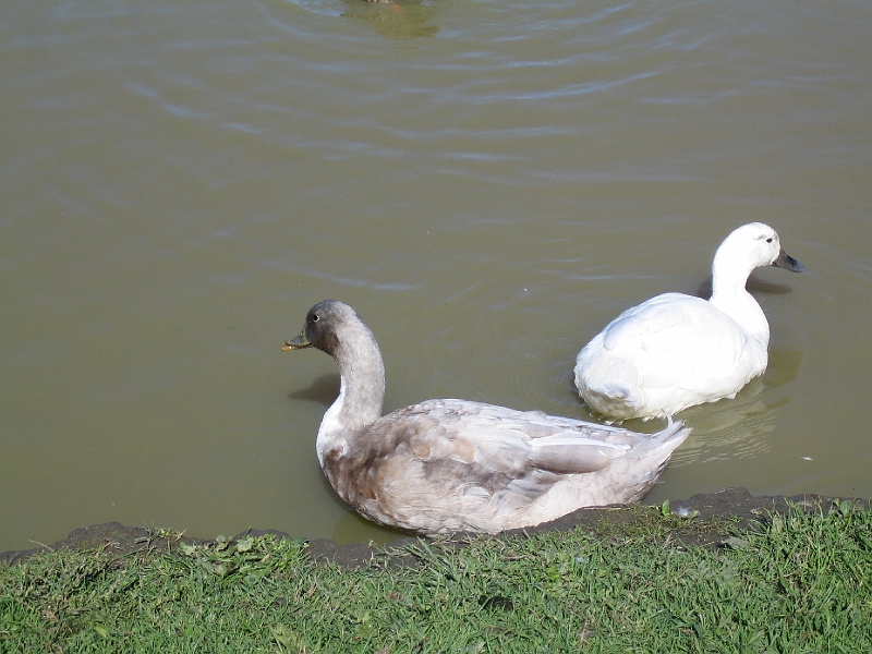 IMG_2053.JPG - Halswell Quarry Park: two big ducks