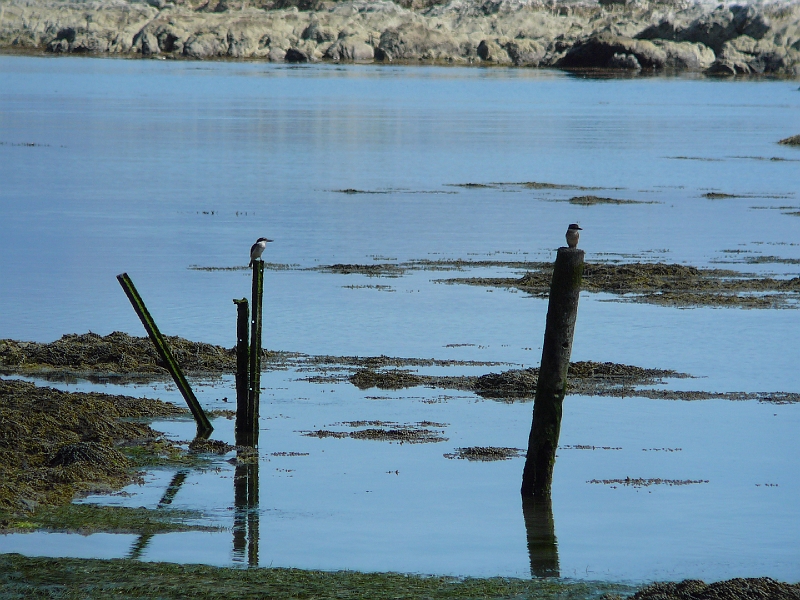 P1010988.JPG - Near South Bay: kingfishers