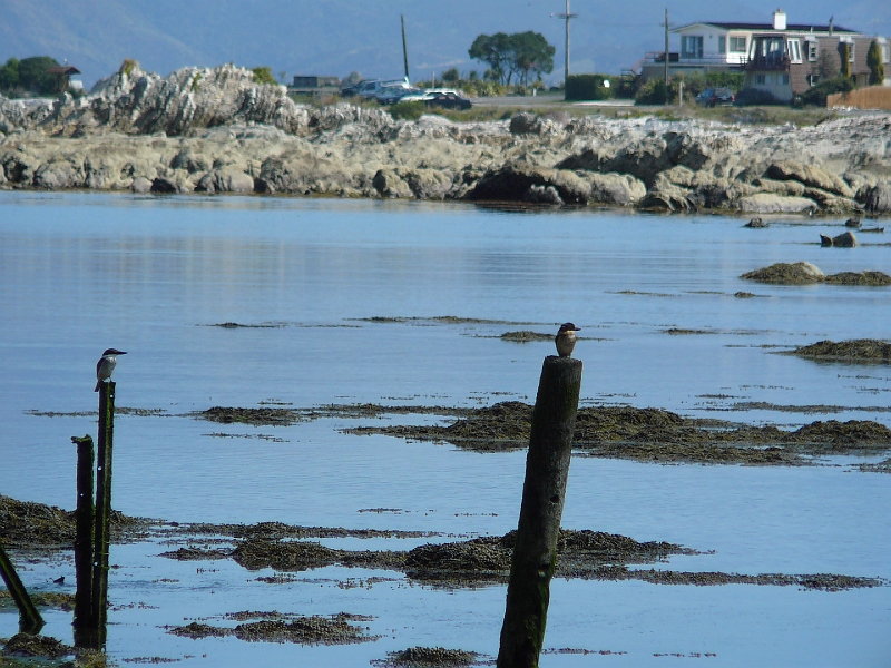 P1010989.JPG - Near South Bay: kingfishers