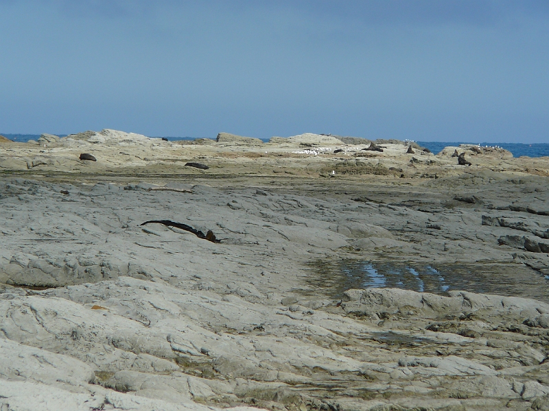 P1010998.JPG - Limestone beach: seals