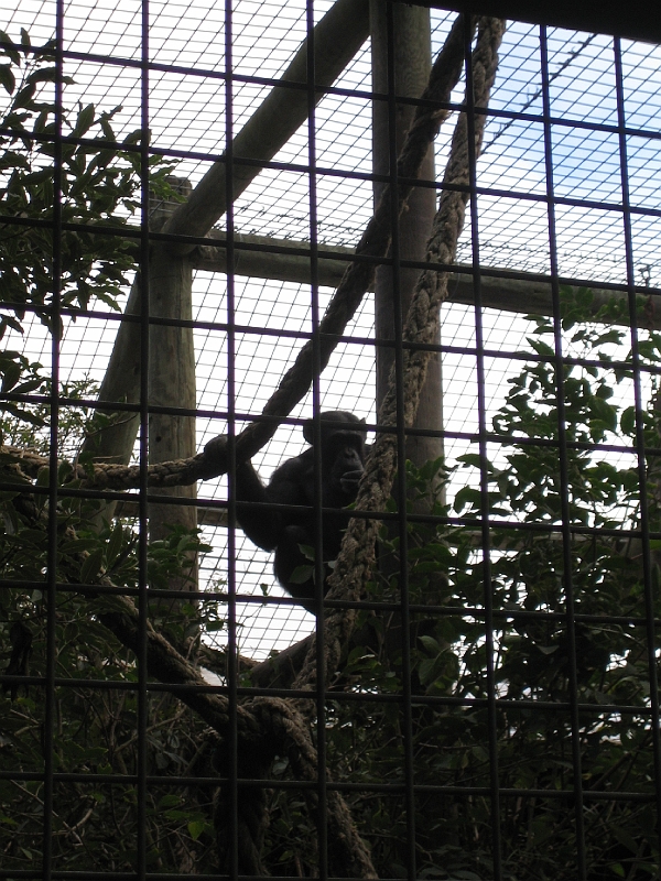IMG_2104.JPG - Chimpanzee