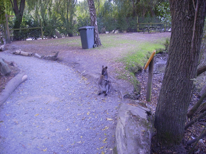 PICT2571.JPG - Wallaby