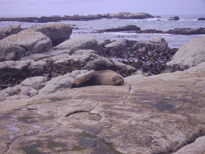 PICT2704.JPG - Kaikoura: fur seal