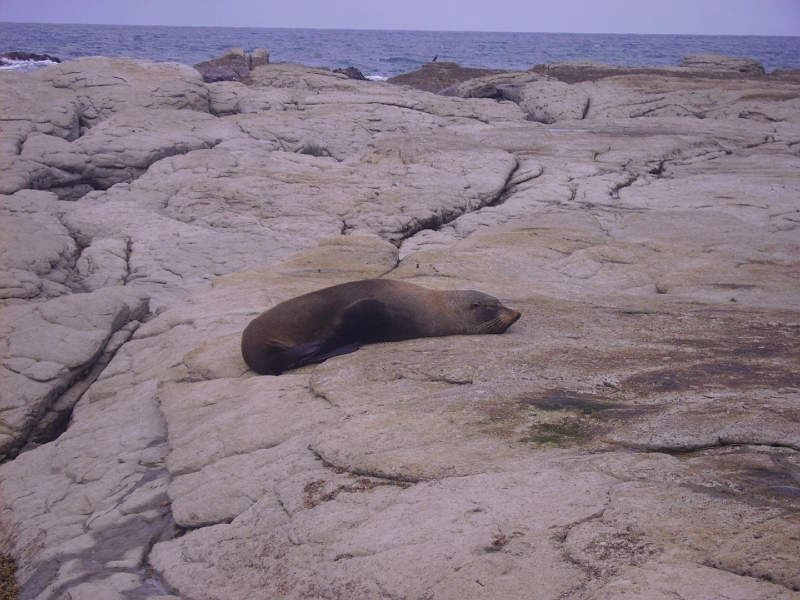 PICT2706.JPG - Kaikoura: fur seal