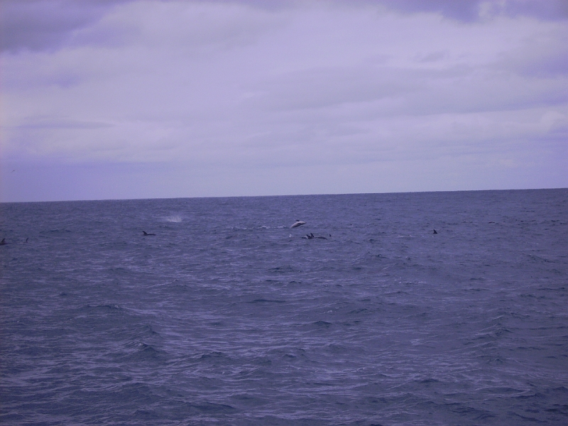 PICT2719.JPG - Dolphin watching