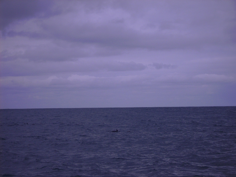 PICT2725.JPG - Dolphin watching