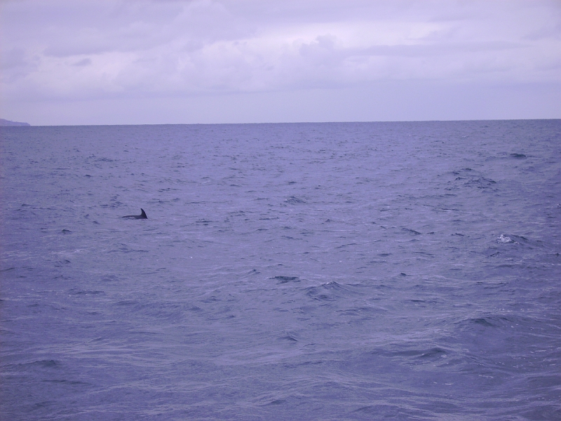 PICT2732.JPG - Dolphin watching