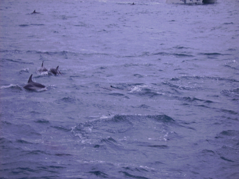 PICT2737.JPG - Dolphin watching