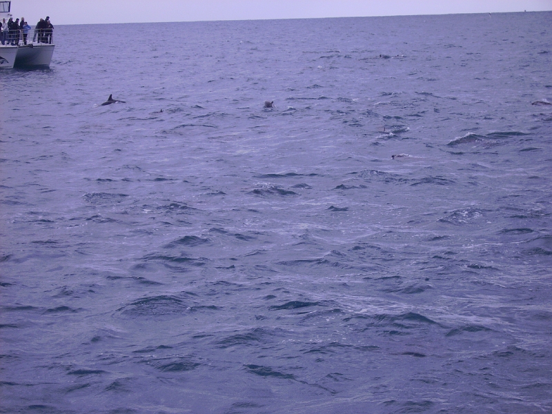 PICT2738.JPG - Dolphin watching
