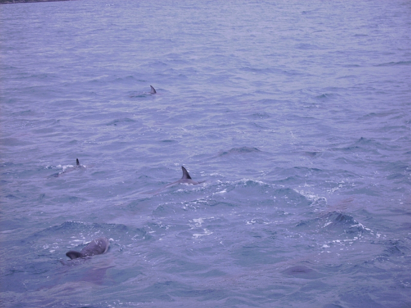 PICT2739.JPG - Dolphin watching