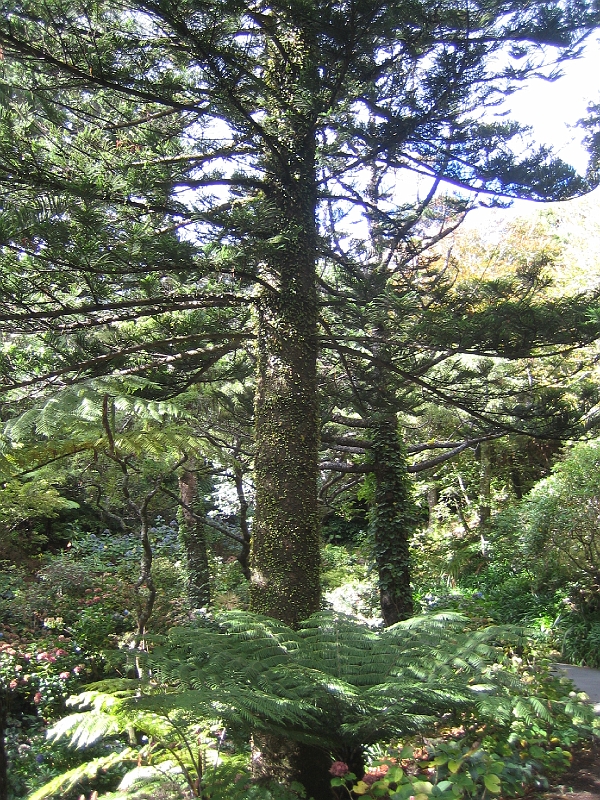 IMG_2352.JPG - Wellington Botanic Garden