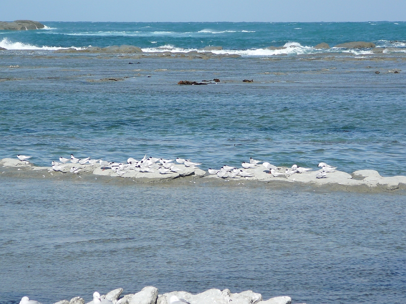 P1010869.JPG - Seal colony, Kaikoura - white-fronted terns